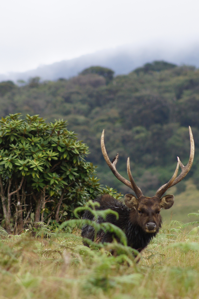Horton Plains World's End